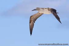 Blue footed booby - Sula dai piedi azzurri, Sula nebouxii