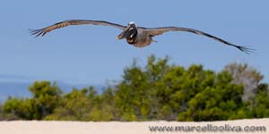 Brown Pelican - Pellicano bruno, Pelecanus occidentalis