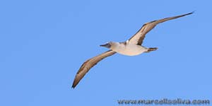 Blue footed booby - Sula dai piedi azzurri, Sula nebouxii