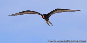 Magnificent Frigatebird - Fregata magnifica, Fregata magnificens