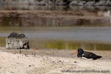 American Oystercatcher - Beccaccia di mare americana, Haematopus palliatus