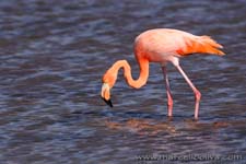 American Flamingo - Fenicottero rosso, Phoenicopterus ruber