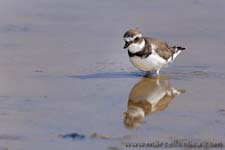 Wilson's Plover - Corriere di Wilson, Charadrius wilsonia