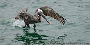 Brown Pelican - Pellicano bruno, Pelecanus occidentalis