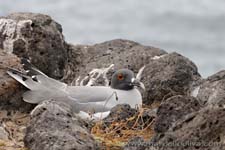 Swallow-tailed Gull - Gabbiano codadirondine, Creagrus furcatus