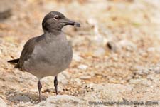 Lava gull - Gabbiano fuligginoso, Leucophaeus fuliginosus