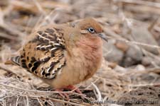 Galpagos Dove, Zenaida galapagoensis