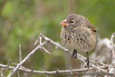 Volcanoes and the gapbirds of Ecuador