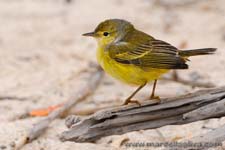 Yellow Warbler, Dendroica petechia