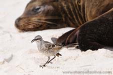 Hood Mockingbird, Mimus macdonaldi