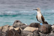 Blue footed booby - Sula dai piedi azzurri, Sula nebouxii