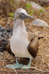 Blue footed booby - Sula dai piedi azzurri, Sula nebouxii