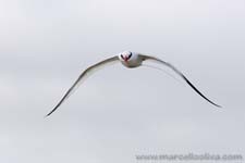 Red-billed Tropicbird - Fetonte beccorosso, Phaethon aethereus