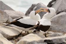 Nazca Booby - sula di Nazca, Sula granti