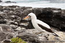 Nazca Booby - sula di Nazca, Sula granti