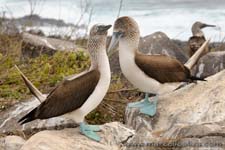 Blue footed booby - Sula dai piedi azzurri, Sula nebouxii