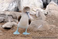 Blue footed booby - Sula dai piedi azzurri, Sula nebouxii