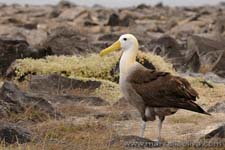 Waved Albatross - Albatro vermicolato, Phoebastria irrorata