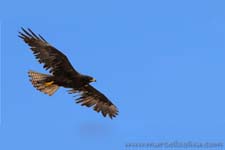 Galpagos Hawk - Poiana delle Galpagos, Buteo galapagoensis