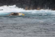 Waved Albatross - Albatro vermicolato, Phoebastria irrorata