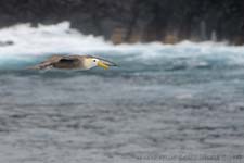 Waved Albatross - Albatro vermicolato, Phoebastria irrorata