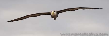 Waved Albatross - Albatro vermicolato, Phoebastria irrorata