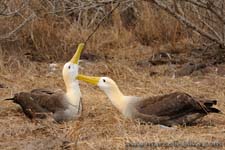 Waved Albatross - Albatro vermicolato, Phoebastria irrorata