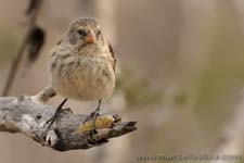 Vegetarian Finch - Fringuello arboricolo beccogrosso, Platyspiza crassirostris