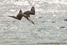 Blue footed booby - Sula dai piedi azzurri, Sula nebouxii