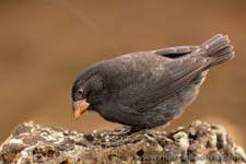 Volcanoes and the gapbirds of Ecuador