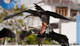 Great Frigatebird - Fregata maggiore, Fregata minor -- Puerto Ayora, Fish Market - Mercato del Pesce