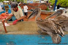 Brown Pelican - Pellicano bruno, Pelecanus occidentalis -- Puerto Ayora, Fish Market - Mercato del Pesce