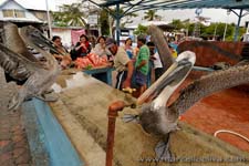 Brown Pelican - Pellicano bruno, Pelecanus occidentalis -- Puerto Ayora, Fish Market - Mercato del Pesce