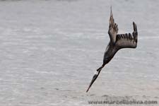 Brown Pelican - Pellicano bruno, Pelecanus occidentalis