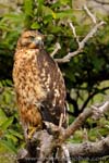 Galpagos Hawk - Poiana delle Galpagos, Buteo galapagoensis