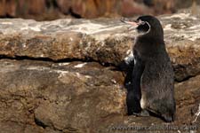 Galapagos Penguin - Pinguino delle Galapagos, Spheniscus mendiculus