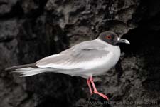 Swallow-tailed Gull - Gabbiano codadirondine, Creagrus furcatus