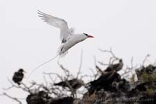 Red-billed Tropicbird - Fetonte beccorosso, Phaethon aethereus