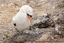 Nazca Booby - Sula di Nazca, Sula granti