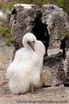 Nazca Booby - Sula di Nazca, Sula granti