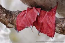 Red-footed Booby - Sula dai piedi rossi, Sula sula