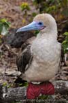 Red-footed Booby - Sula dai piedi rossi, Sula sula