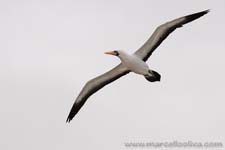 Nazca Booby - Sula di Nazca, Sula granti