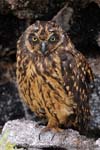 Short-eared Owl - Gufo di palude, Asio flammeus