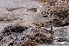 Floreana Mockingbird, Mimus trifasciatus