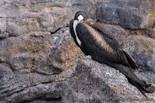 Great Frigatebird - Fregata maggiore, Fregata minor