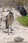 Yellow-crowned Night Heron, Nyctanassa violacea