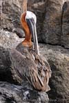 Brown Pelican - Pellicano bruno, Pelecanus occidentalis