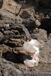 Swallow-tailed Gull - Gabbiano codadirondine, Creagrus furcatus