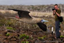 Volcanoes and the gapbirds of Ecuador